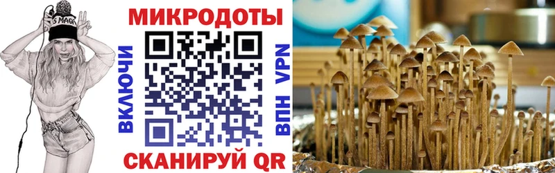 Купить где  Луга  Псилоцибиновые грибы мицелий 